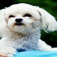Le chien millionnaire