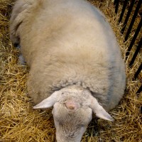 Salon de l’agriculture 2008