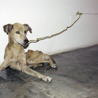 Qu’est ce que l’art? …..un chien mort?