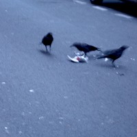 Pigeons écrasés