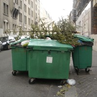 Cadavres de sapins (2008)