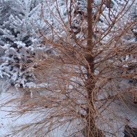 Encore quelques cadavres (2008)