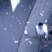Pigeons écrasés