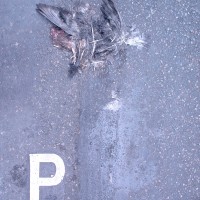Pigeons Morts