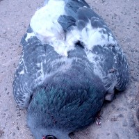 Pigeons écrasés