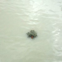 Cadavres de rues: Édition 2016 – Partie 2