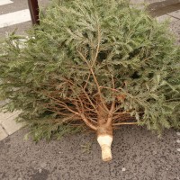 Cadavres de rues: Édition 2017 (dernière partie)