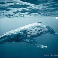 Campagne de Publicité WWF