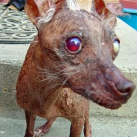 Concours du chien le plus laid du monde 2007