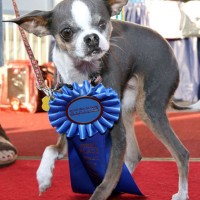 Concours du chien le plus laid du monde 2010