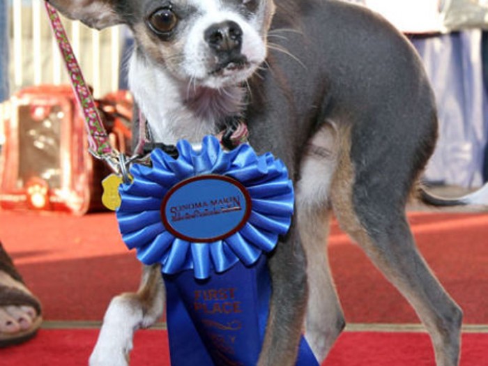 Concours du chien le plus laid du monde 2010