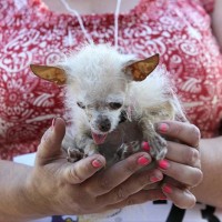 Concours du chien le plus laid du monde 2011