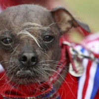 Concours du chien le plus laid du monde 2012
