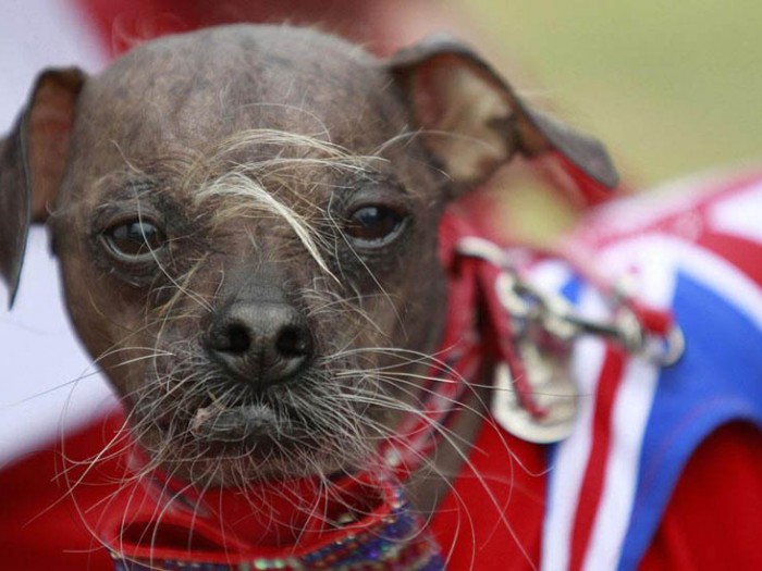 Concours du chien le plus laid du monde 2012