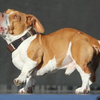 Concours du chien le plus laid du monde 2013