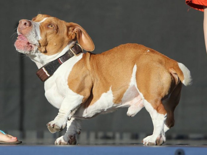 Concours du chien le plus laid du monde 2013