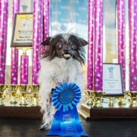Concours du chien le plus laid du monde 2014