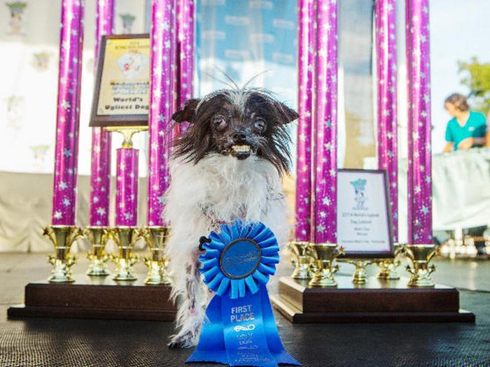 Concours du chien le plus laid du monde 2014