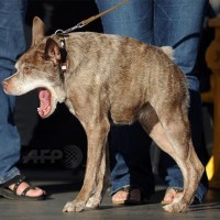 Concours du chien le plus laid du monde 2015