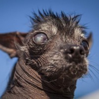 Concours du chien le plus laid du monde 2016