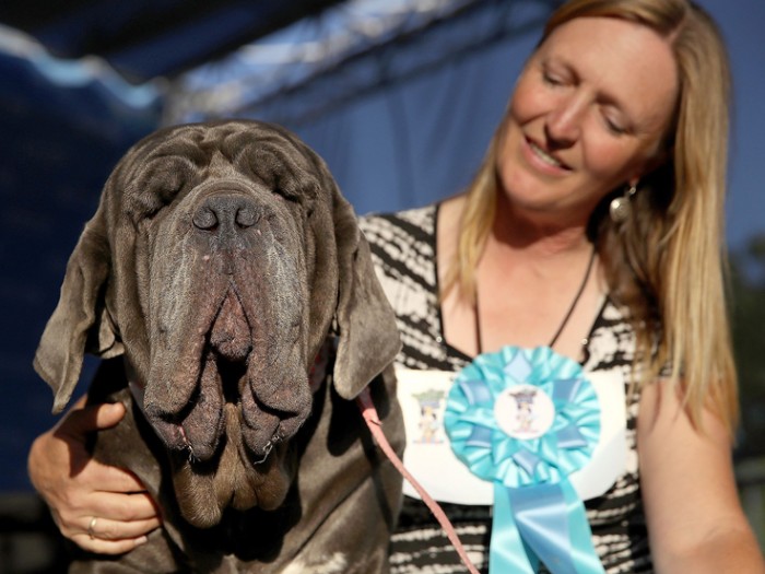 Concours du chien le plus laid du monde 2017