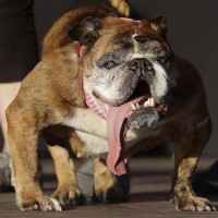 Concours du chien le plus laid du monde 2018