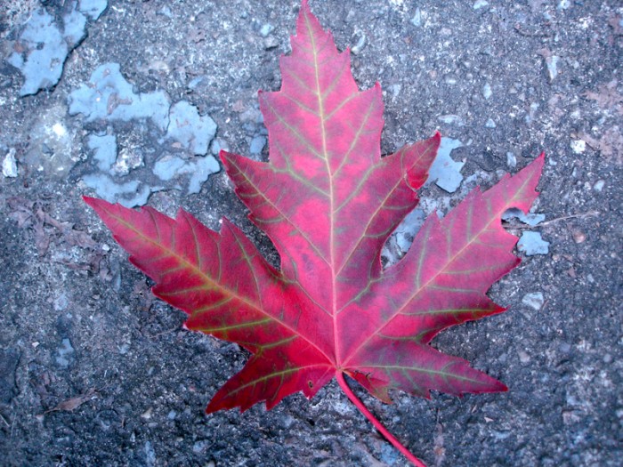 Mon voyage au Canada à Montréal