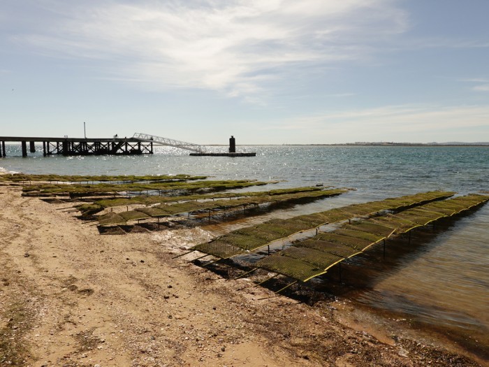 Mon voyage sur les îles d’Armona et Culatra au Portugal