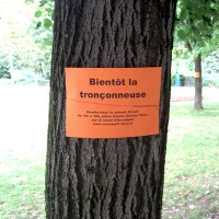 Arbres menacés de mort au Jardin des Halles à Paris