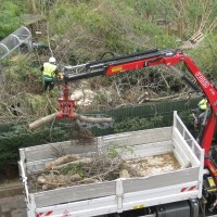Abattage des arbres des Halles