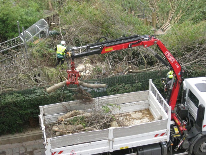 Abattage des arbres des Halles