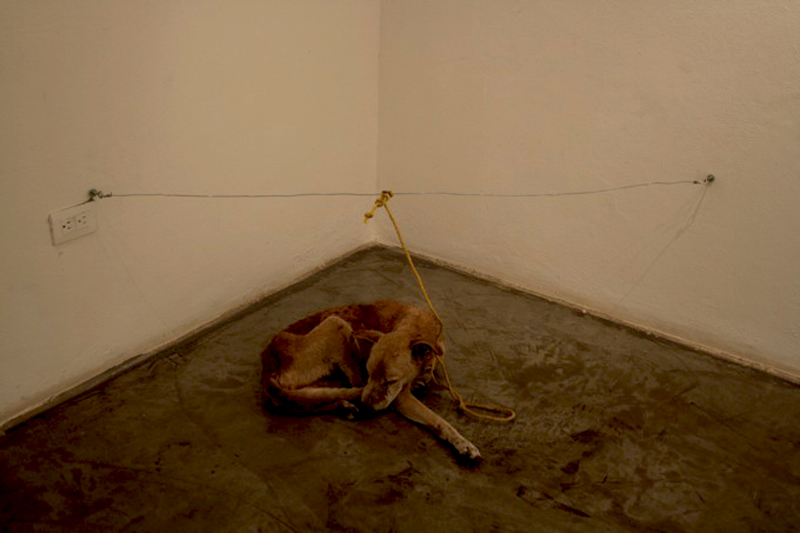Qu'est ce que l'art, un chien mort? Guillermo Habacuc Vargas