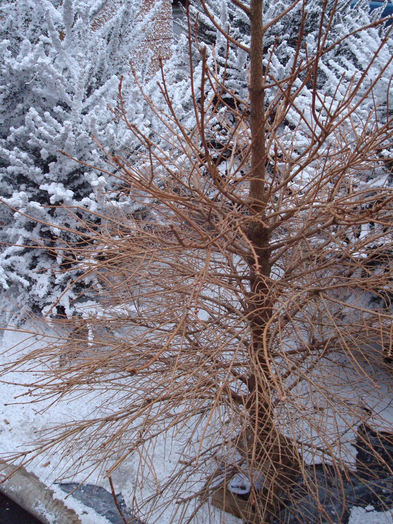 Cadavre de sapin de Noël