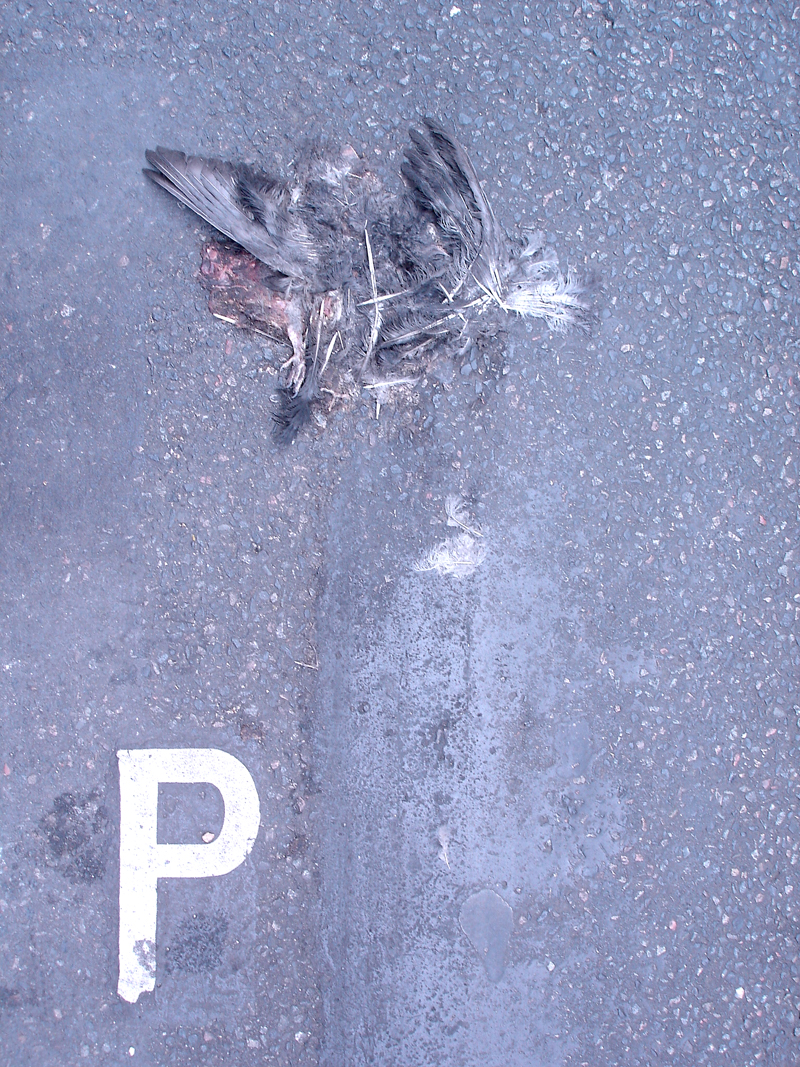 Pigeons Morts