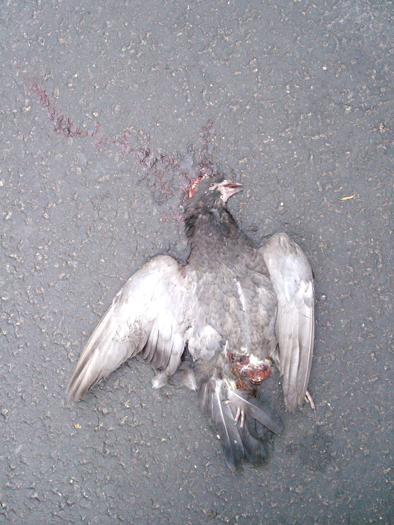 Pigeons Morts