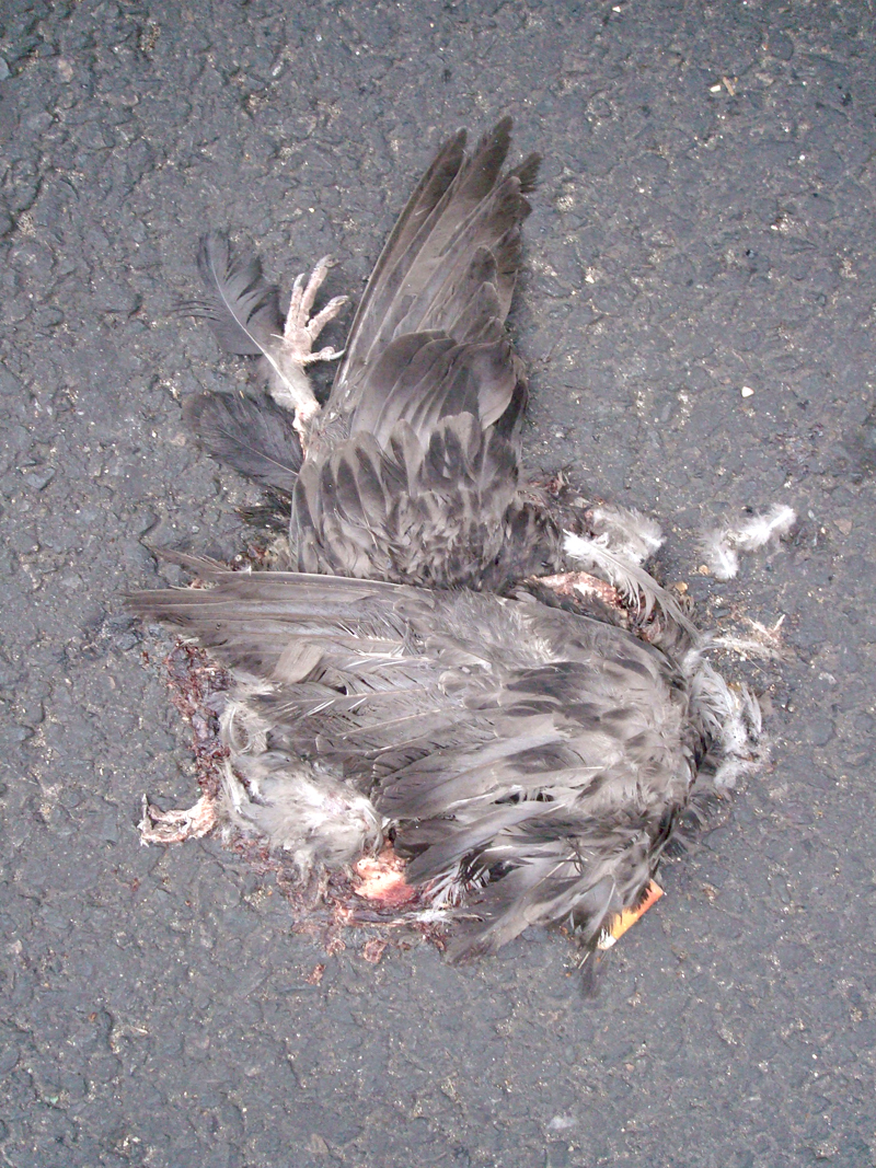 Pigeons Morts