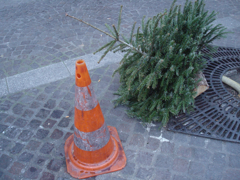 Cadavre de sapin de Noël