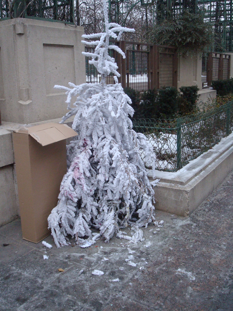 Cadavre de sapin de Noël