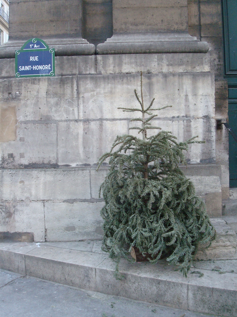 Cadavre de sapin de Noël