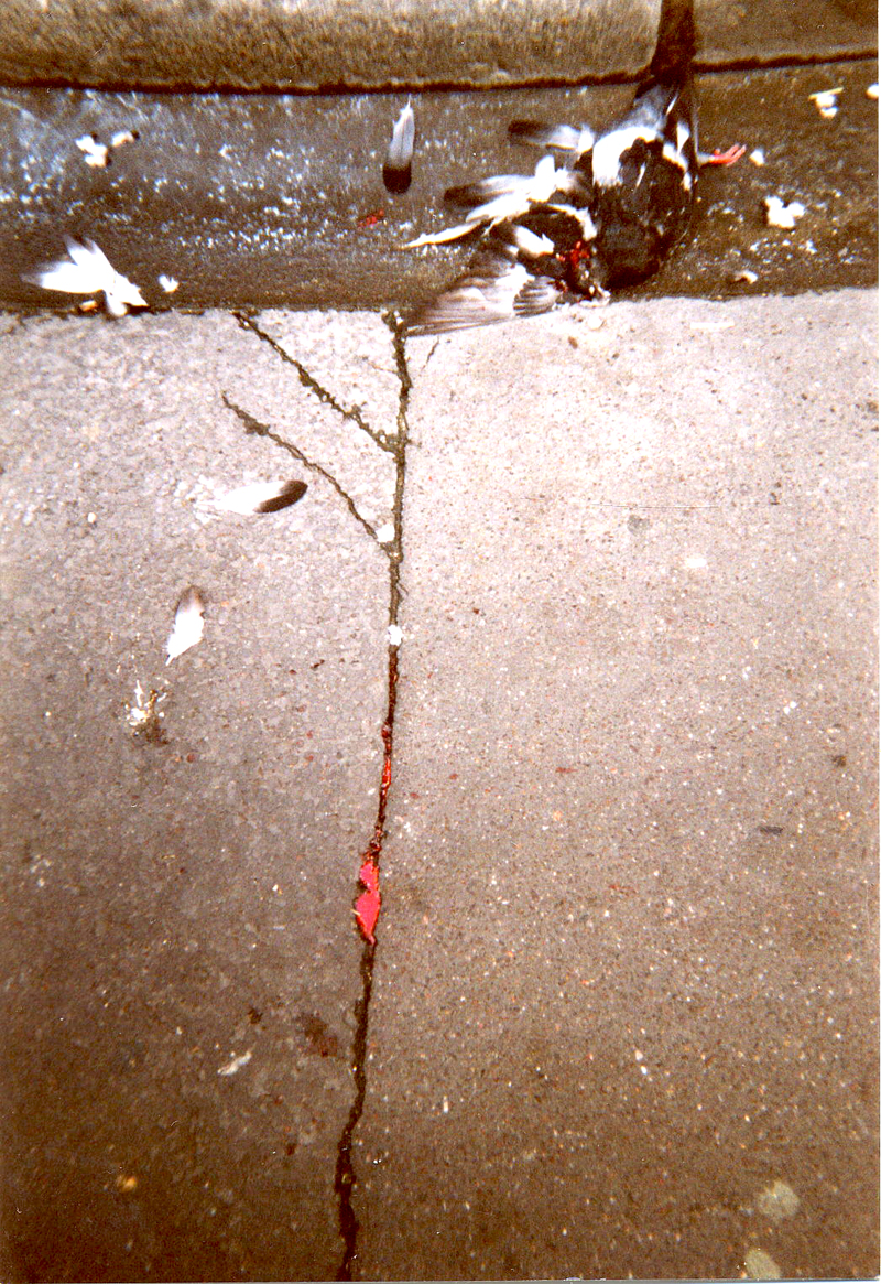 Pigeons écrasés