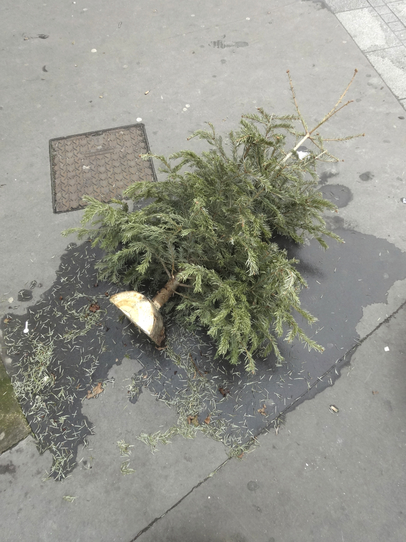 Cadavre de sapin de Noël