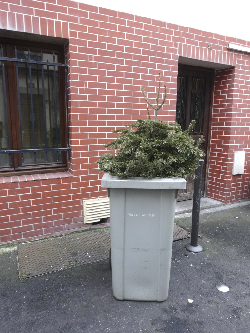 Cadavre de sapin de Noël