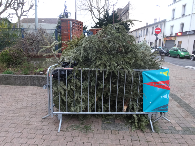 Cadavre de sapin de Noël