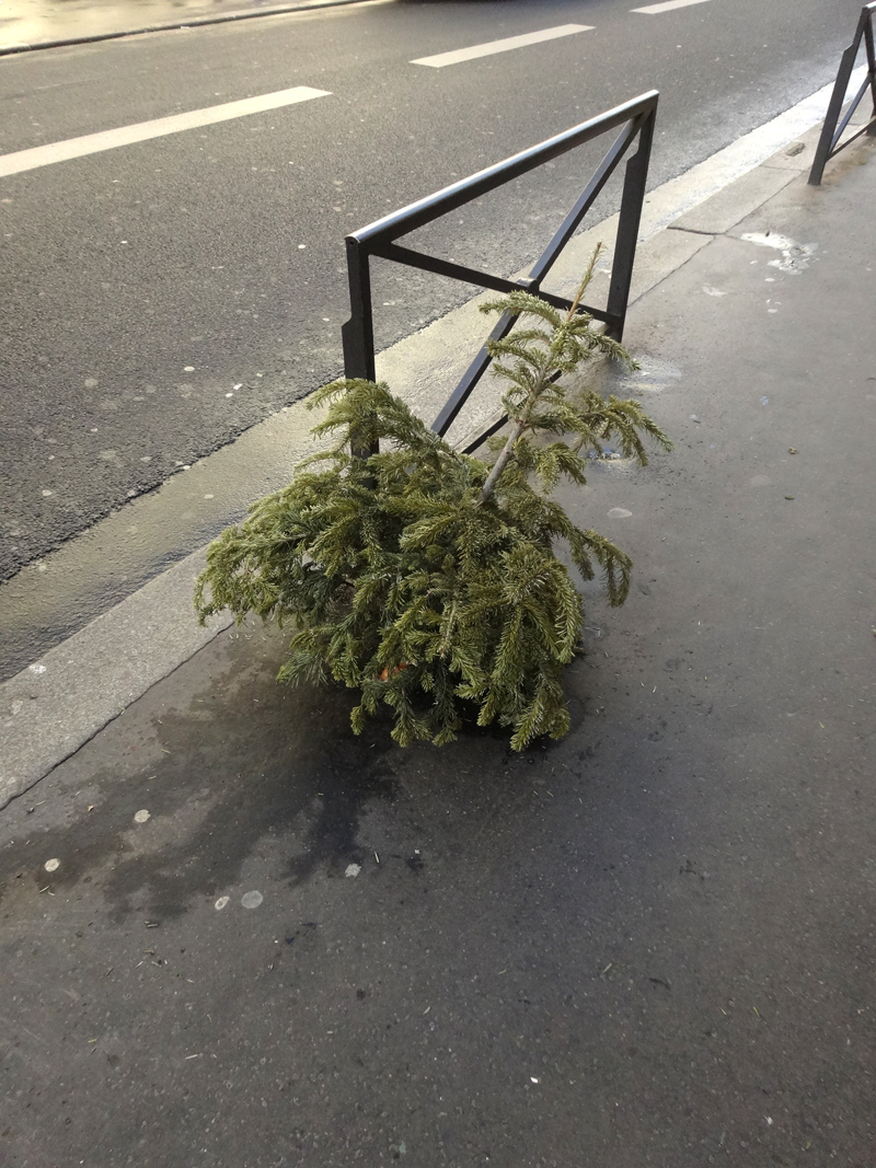 Cadavre de sapin de Noël