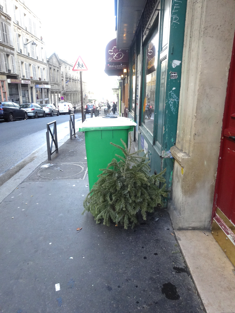 Cadavre de sapin de Noël