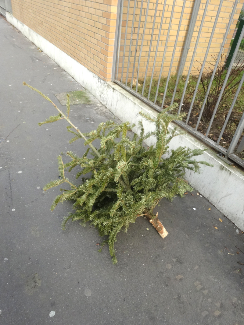 Cadavre de sapin de Noël