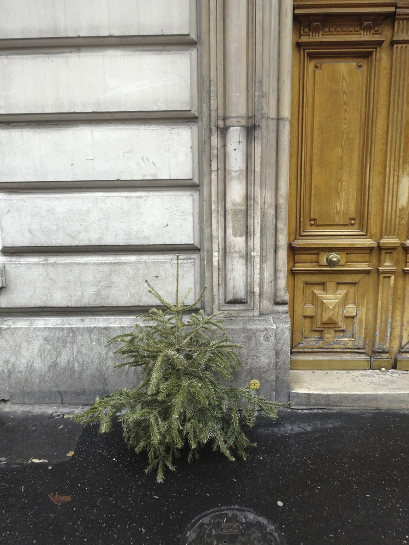 Cadavre de sapin de Noël