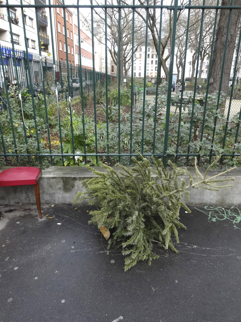 Cadavre de sapin de Noël