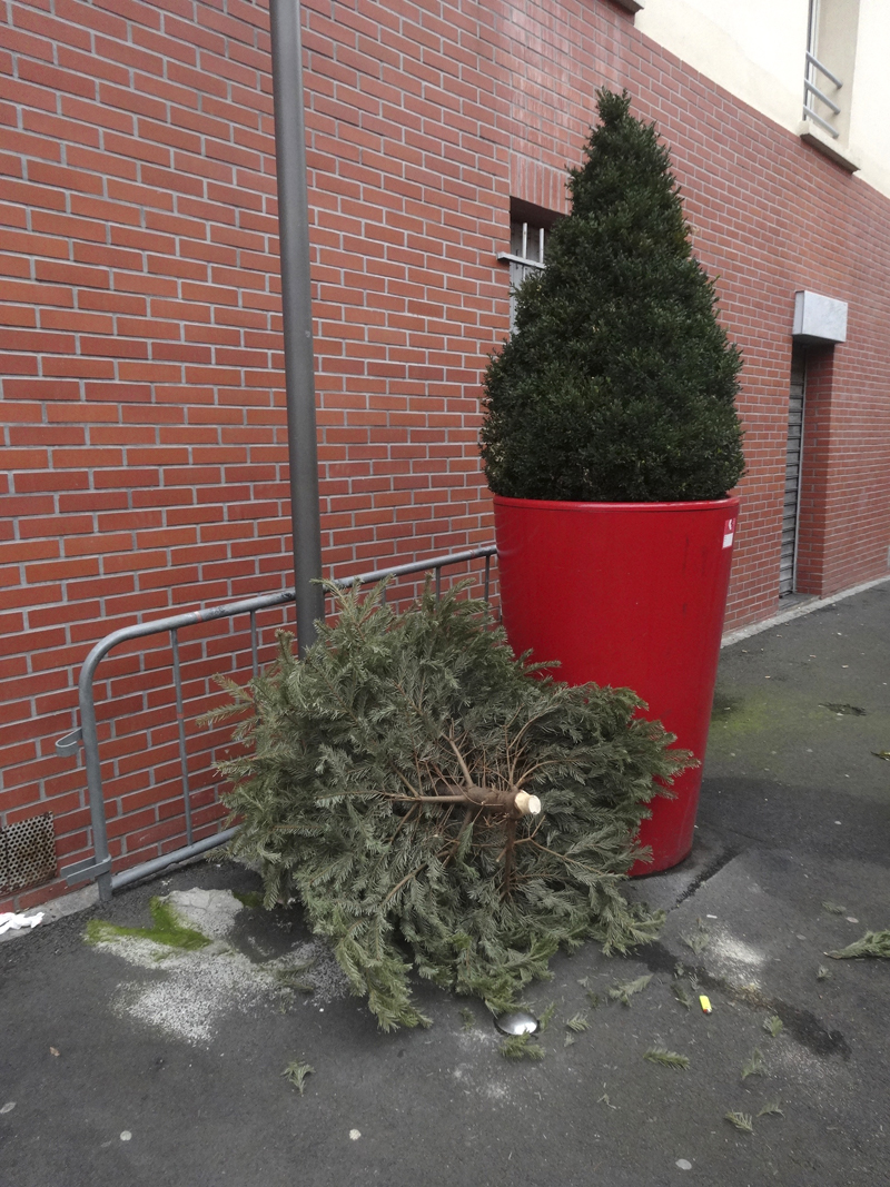 Cadavre de sapin de Noël