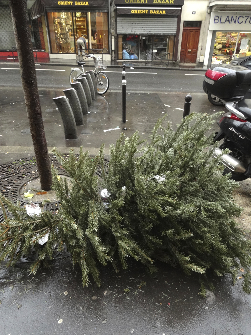 Cadavre de sapin de Noël